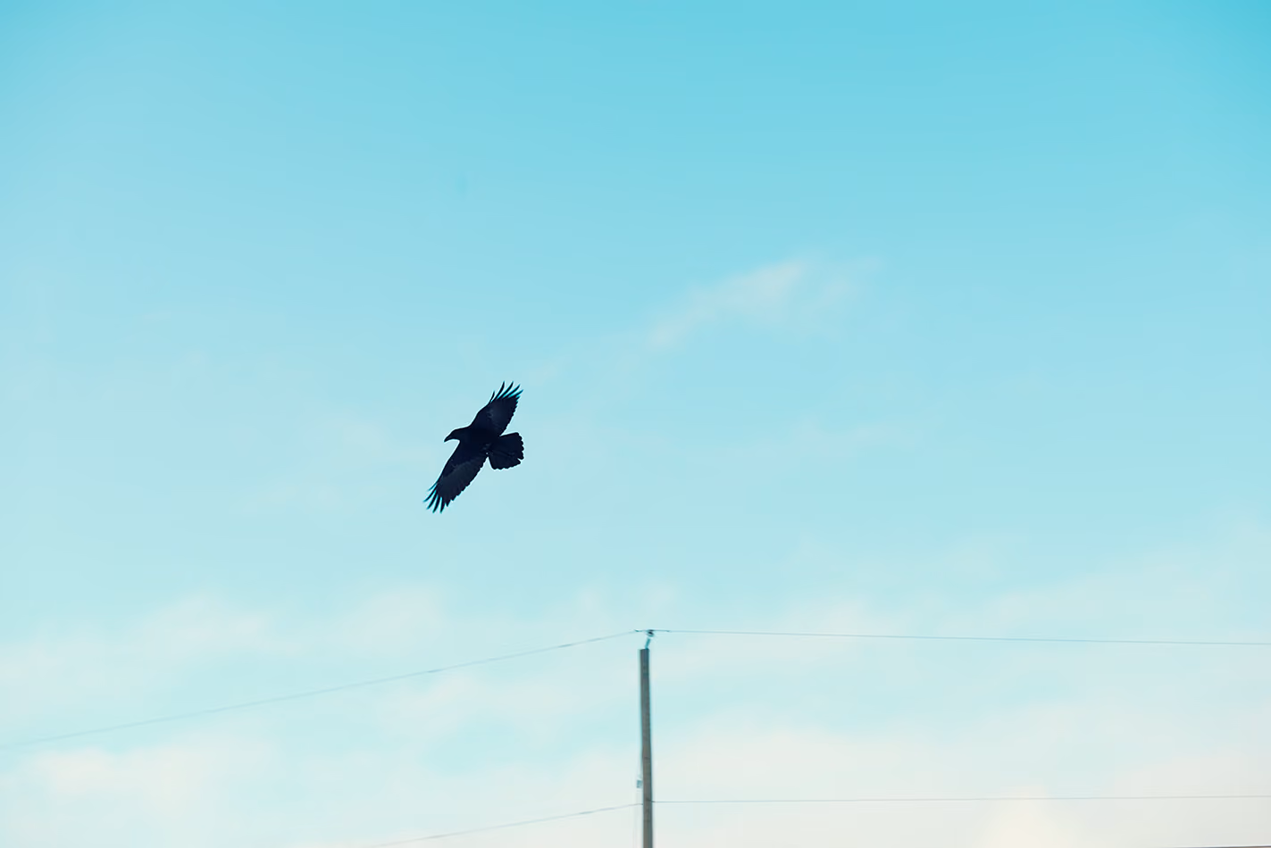Northern noir