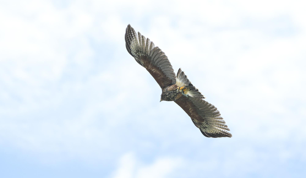 Flying hawk