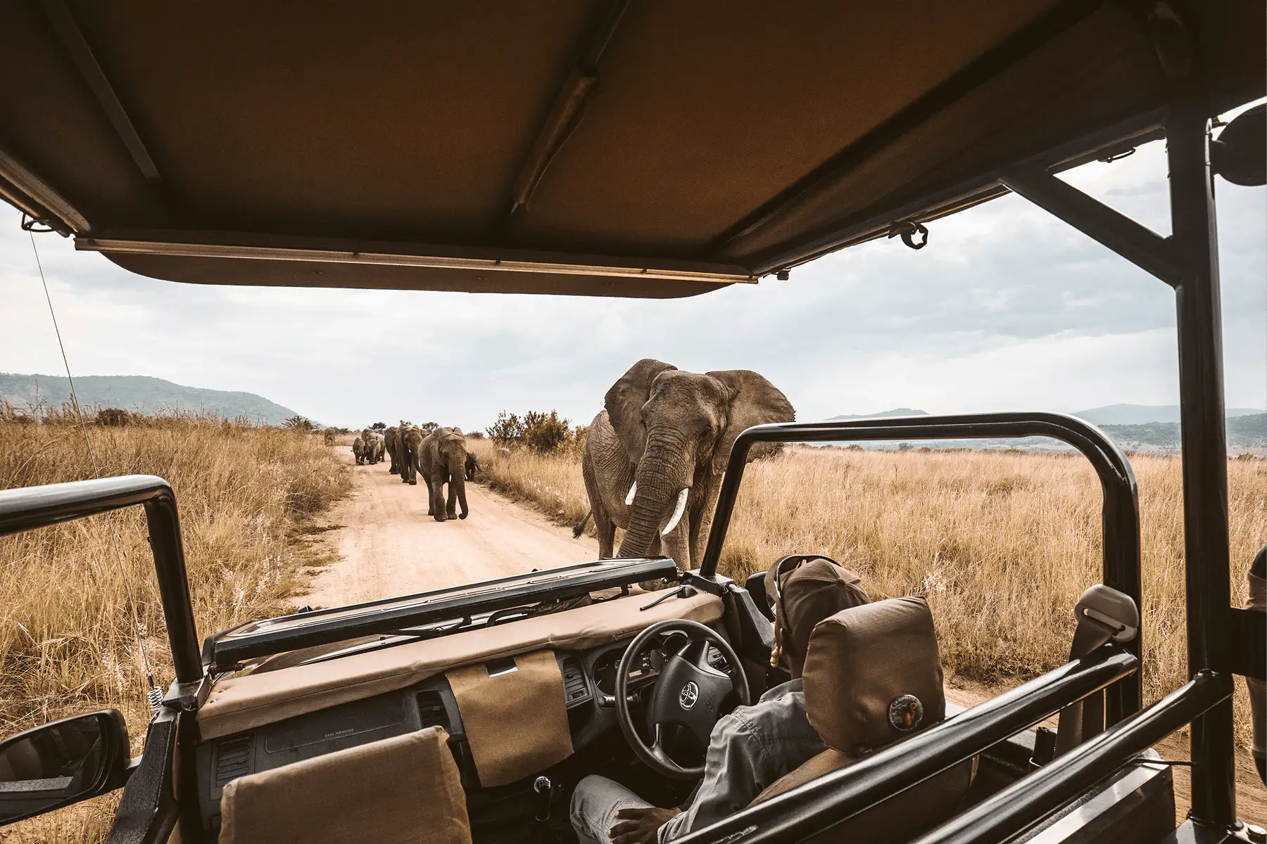 Person in safari vehicle observing a herd of elephants walking along a dirt road in a grassy savanna.