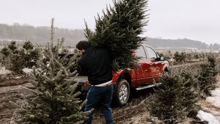 Fresh Cut / Live Christmas Trees