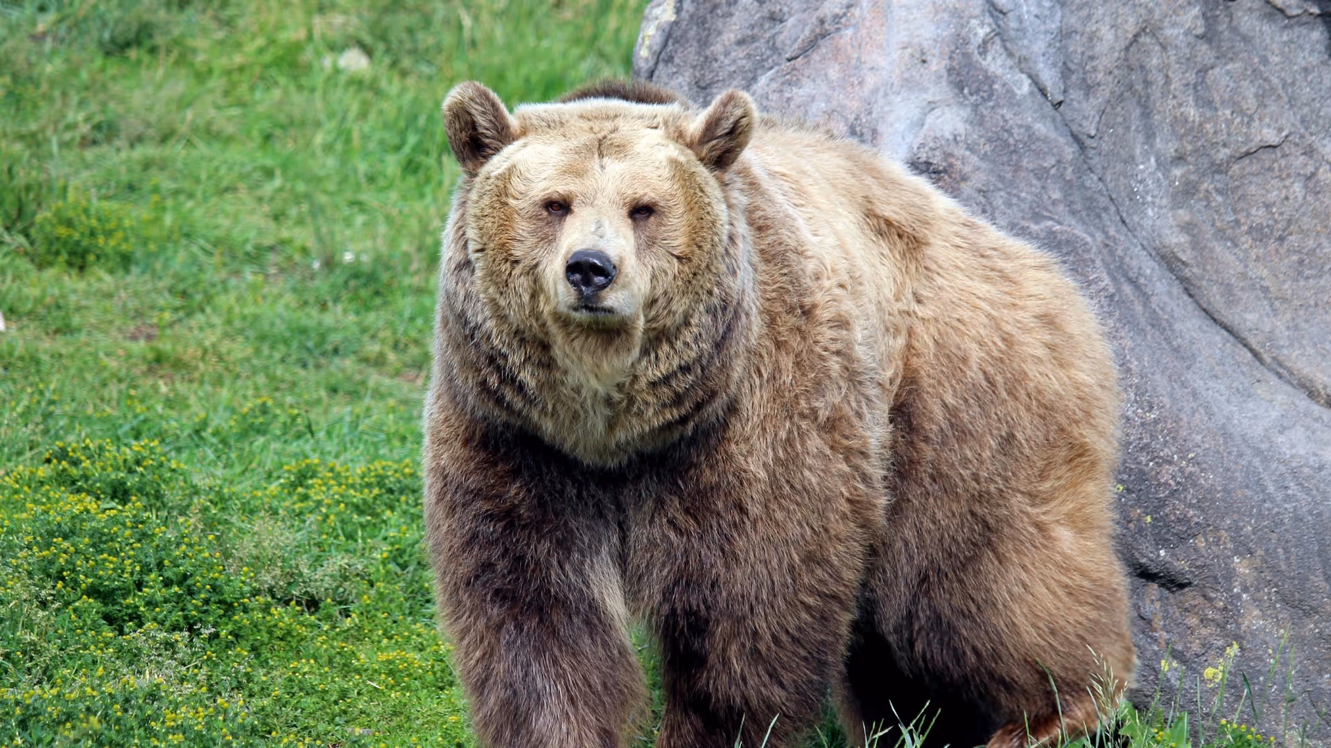 Be Bear Aware: Keep Your Community Safe