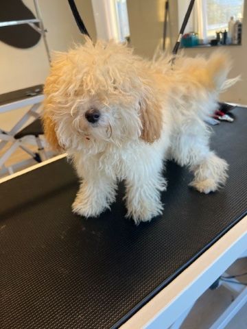 Gode råd inden besøg hos hundefrisøren første gang 