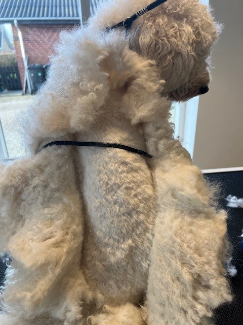 Hvorfor bliver en hunds pels filtret 