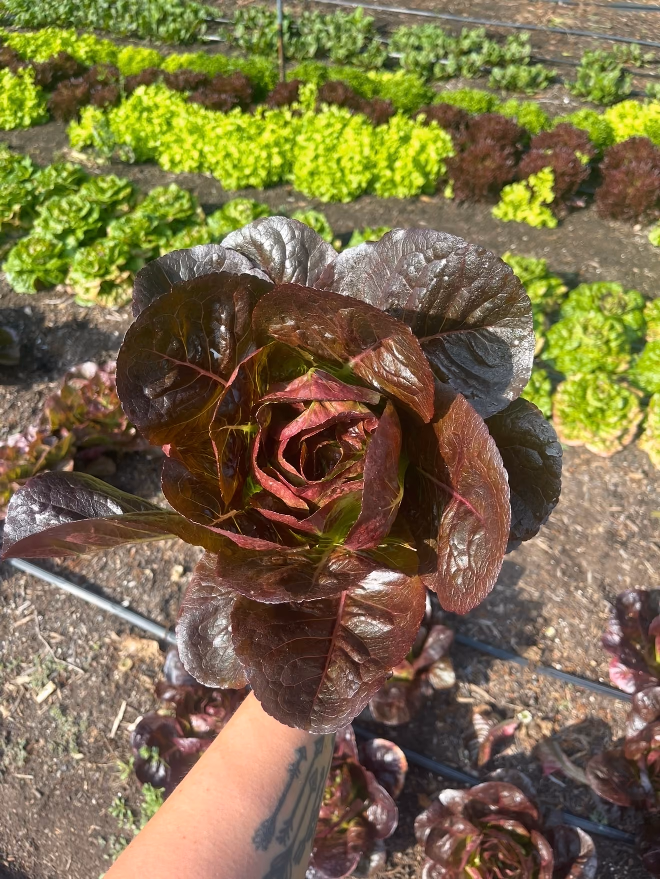 A hand holding a fresh head of deep red lettuce over a garden bed with rows of green and red lettuce growing in soil.
