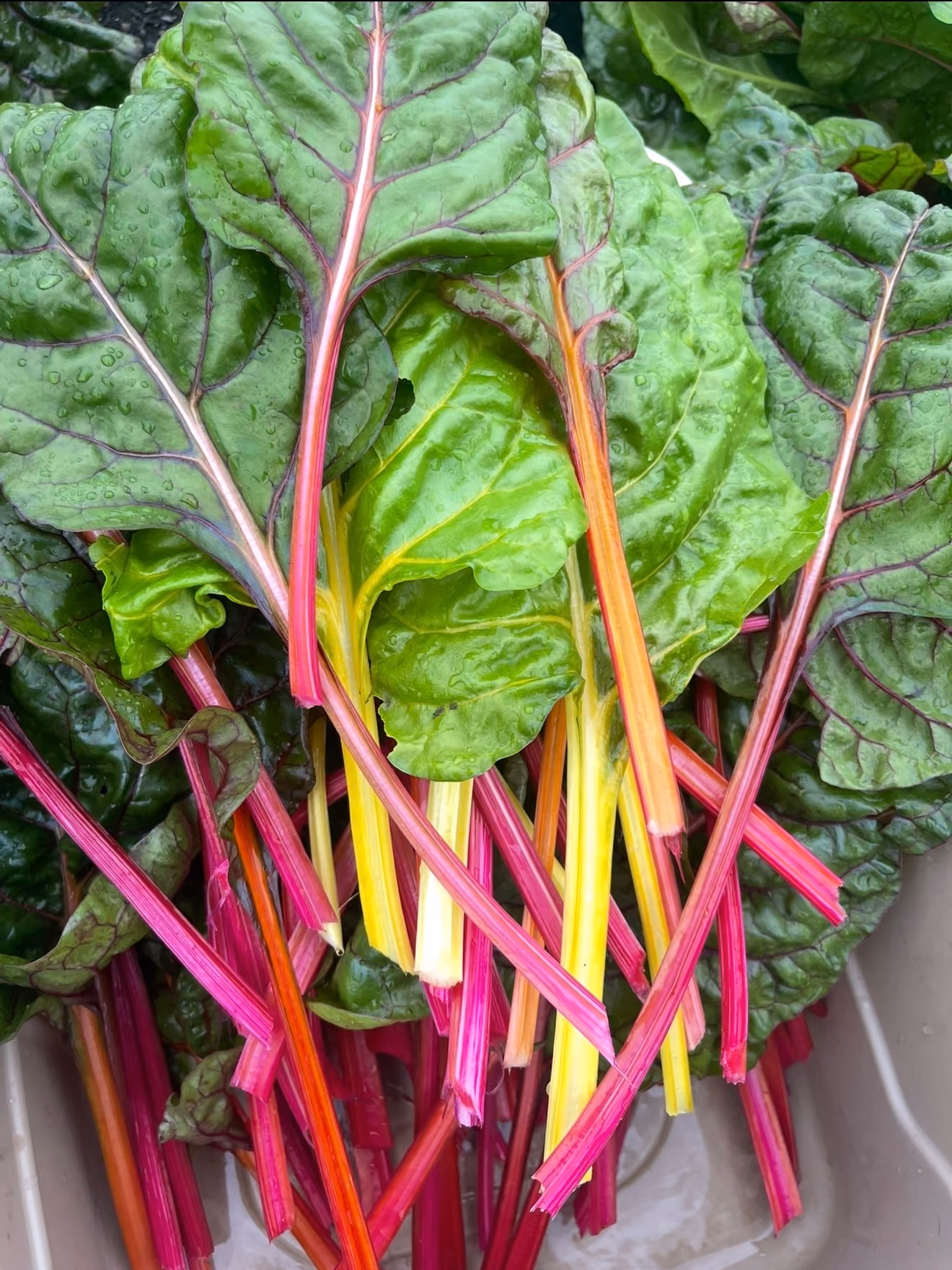 Fresh bunch of Swiss chard with vibrant green leaves and colorful stems in shades of pink, red, yellow, and orange.