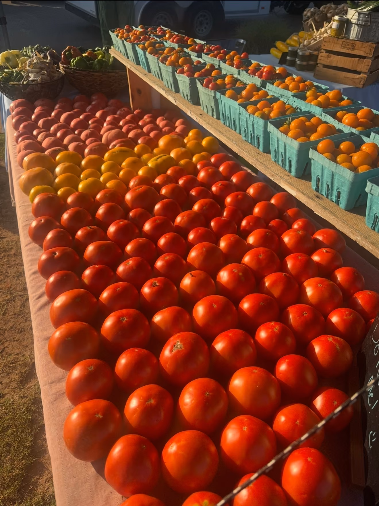 Rows of fresh tomatoes and other colorful produce neatly arranged on a farmer's market table in green cardboard containers and loose, bathed in sunlight.