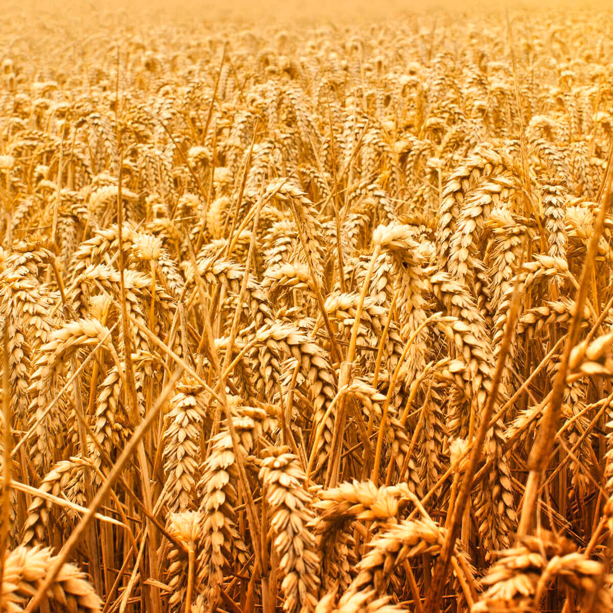 Wheat