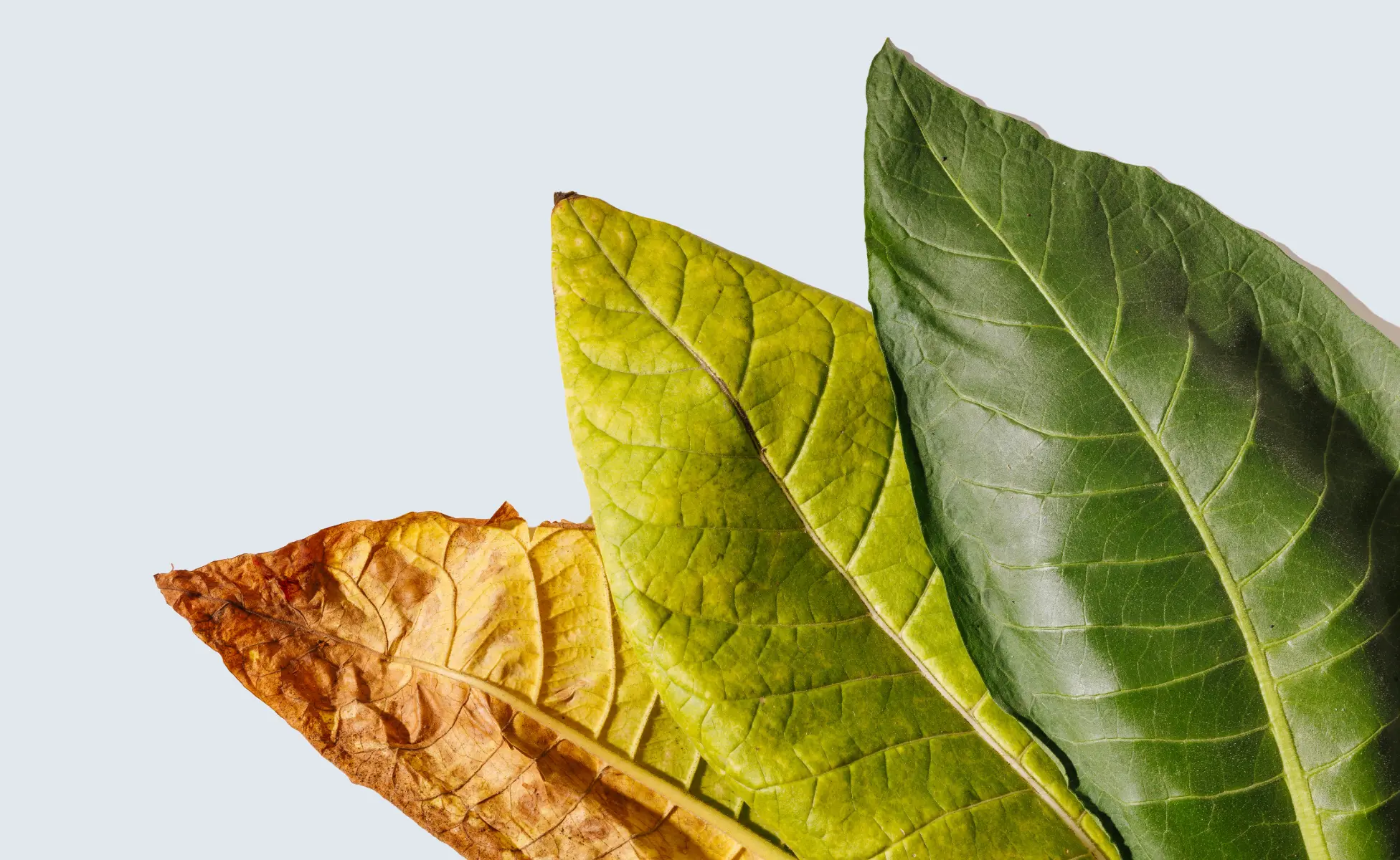 Tobacco Leaf Moisture Measurement and Control