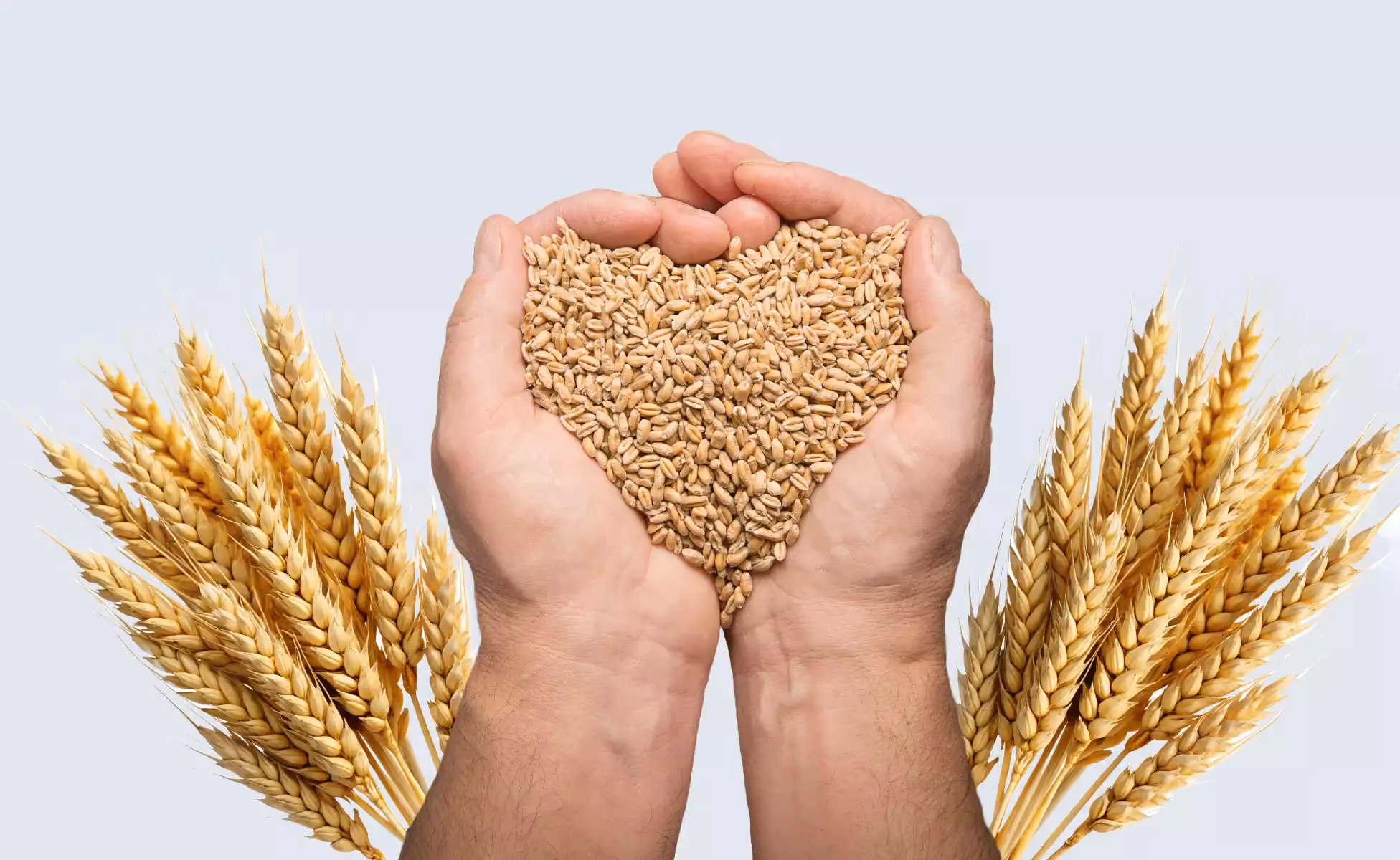 Preparing Wheat for Milling