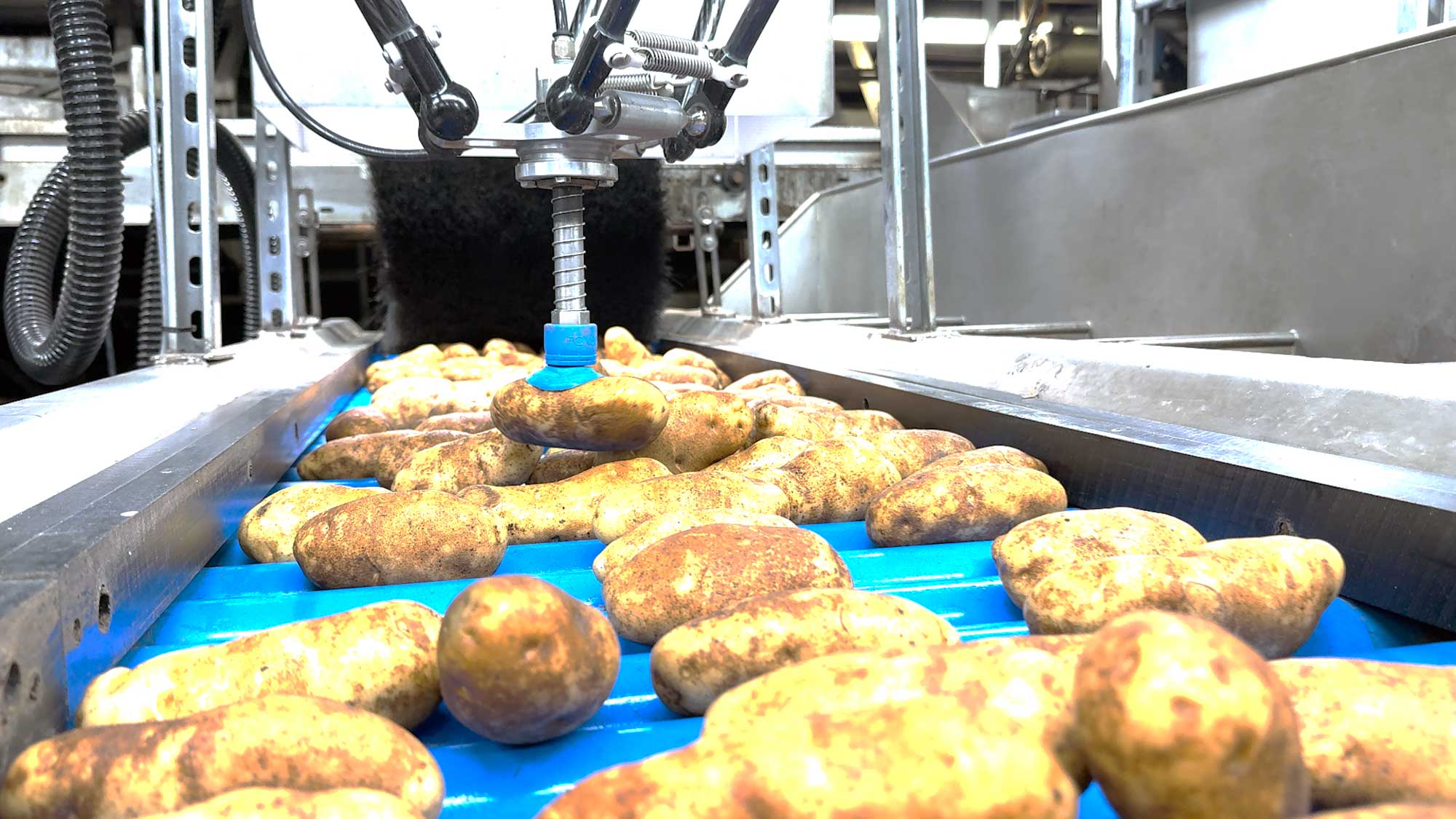 SiftAI® Robotic Sorter for Potatoes