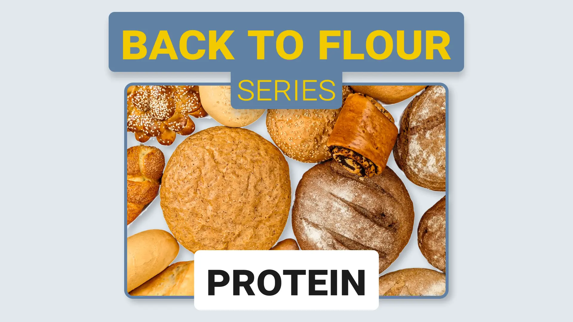 Protein: The Foundation of Dough Strength and Baking Performance