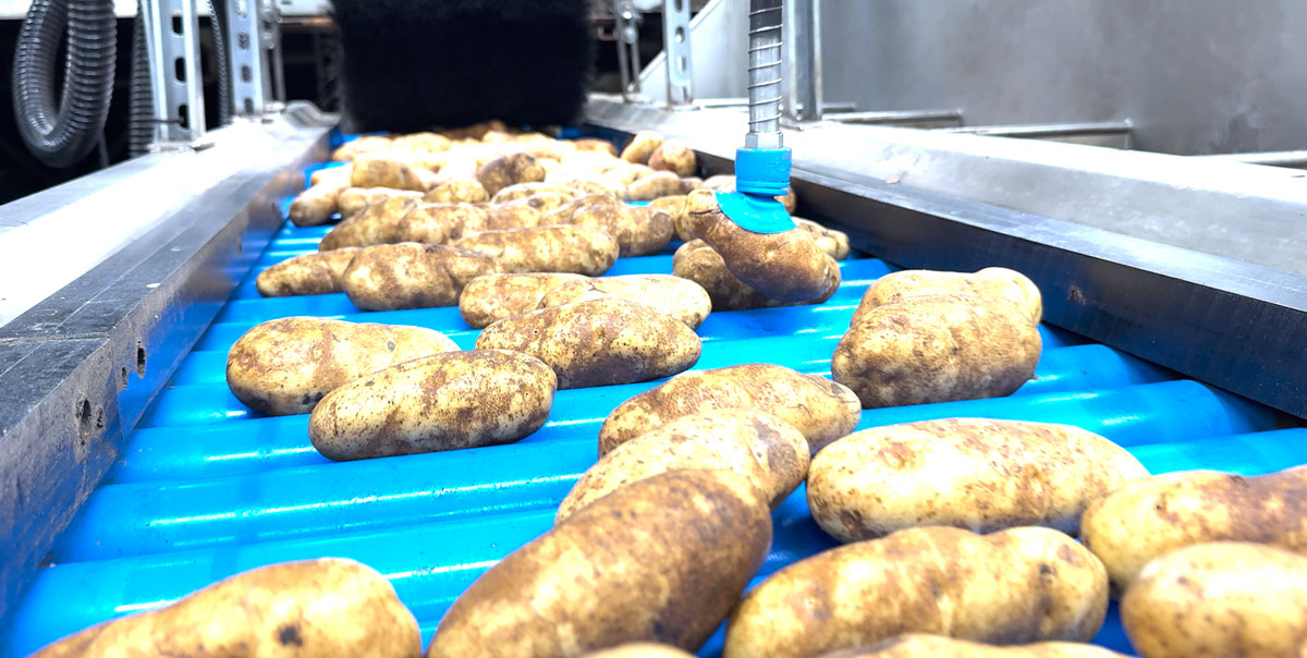 KI treibt Fortschritte bei der automatisierten Sortierung und Sortierung von Kartoffeln voran