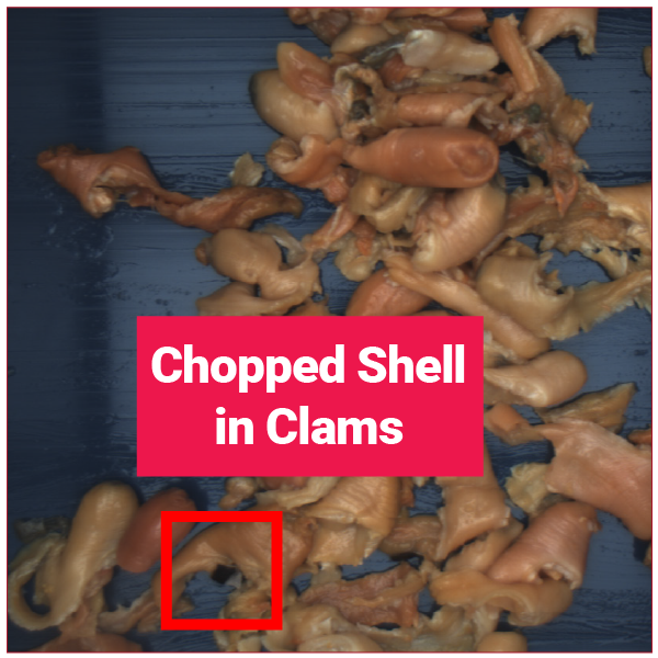 Chopped Shell in Clams