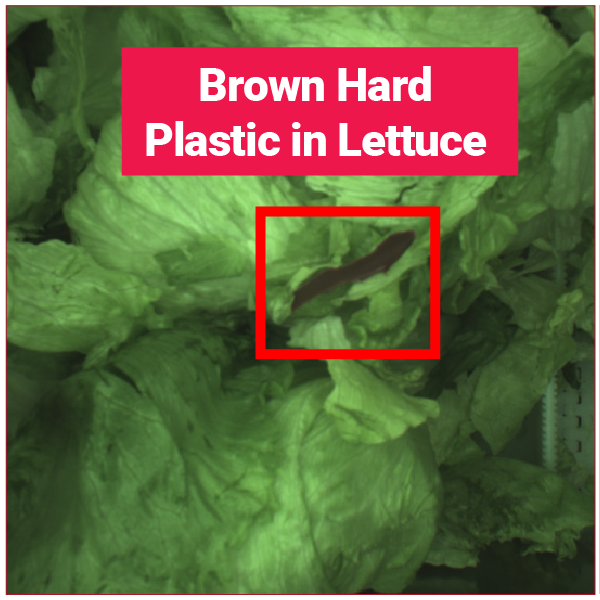 Brown Hard Plastic in Lettuce