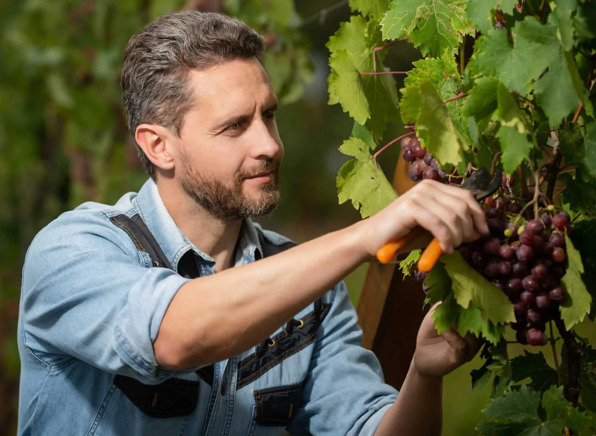 Man Examining Grapes