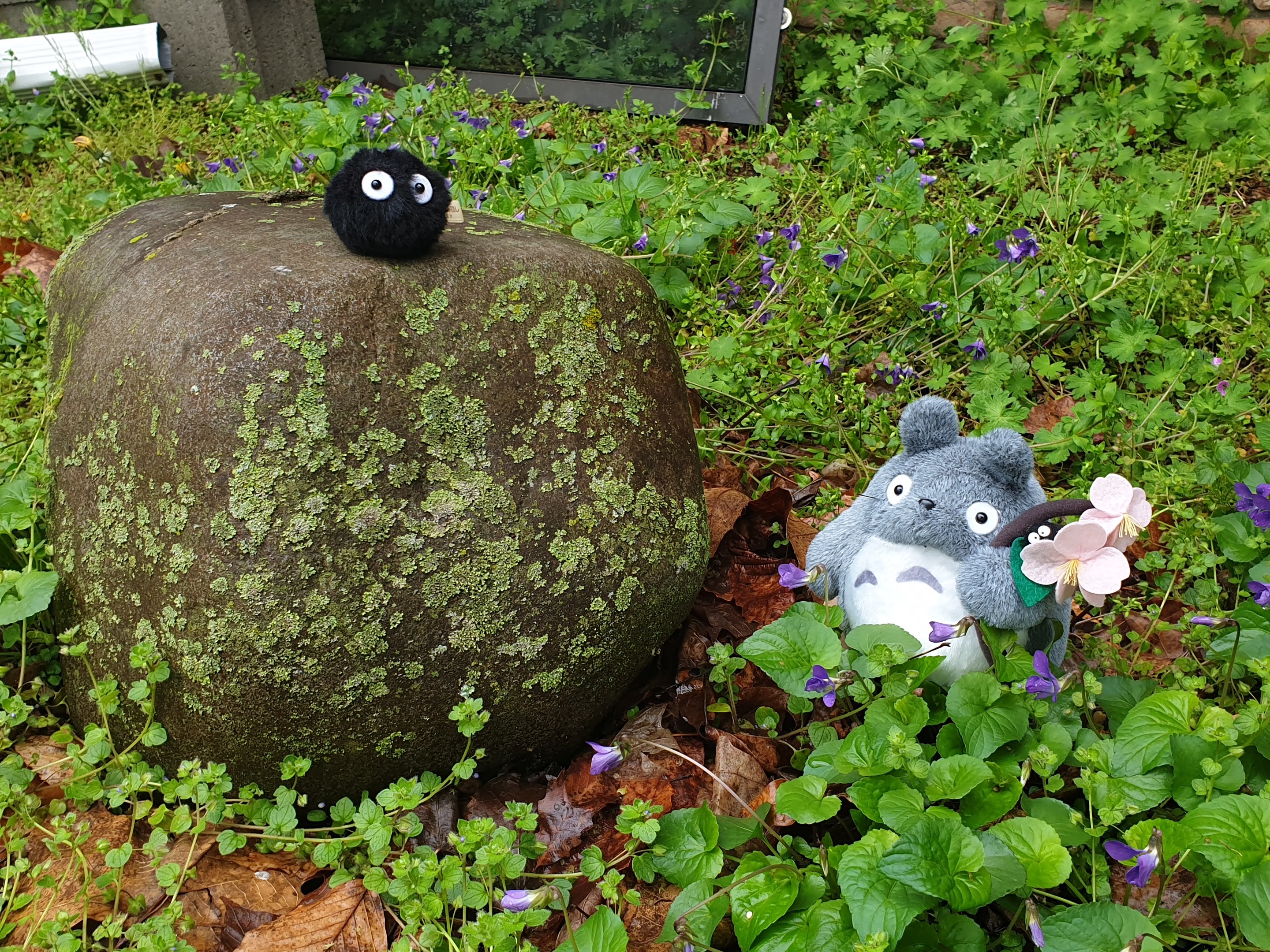 A cute shot of a Totoro stuffed toy, and a soot sprite stuffed toy posing in a garden full of fresh spring tiny blooms. The soot sprite is perched on a moss covered rock.