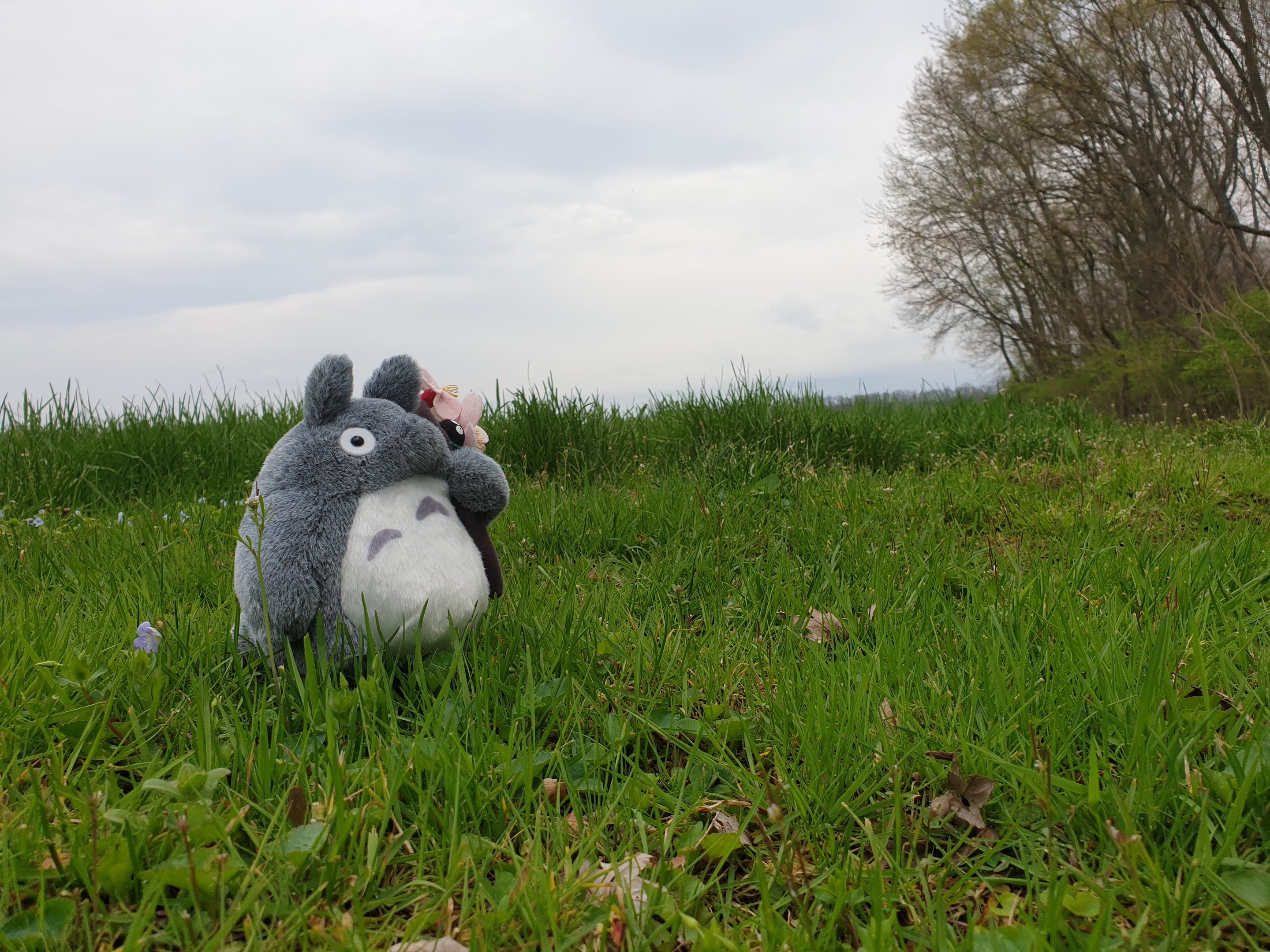 Totoro stuffed toy gazing into the distance in a field that has just turned green in early spring. The trees in the corner are still bare and have not grown leaves yet.