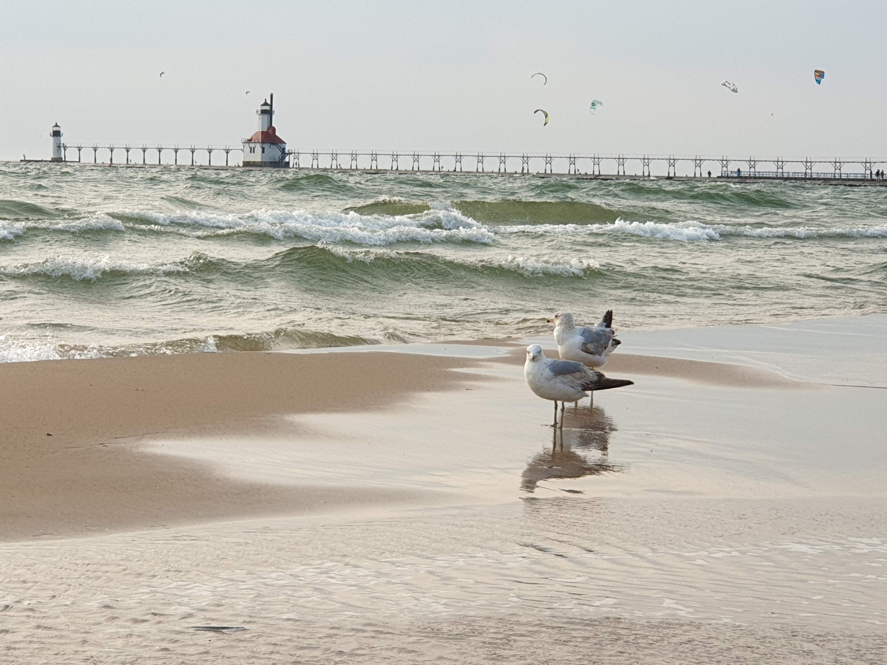 Seagulls standing on the beach at Michigan Lake. Behind, there is a long pier leading to a lighthouse, with a few seagulls flying in the sky.