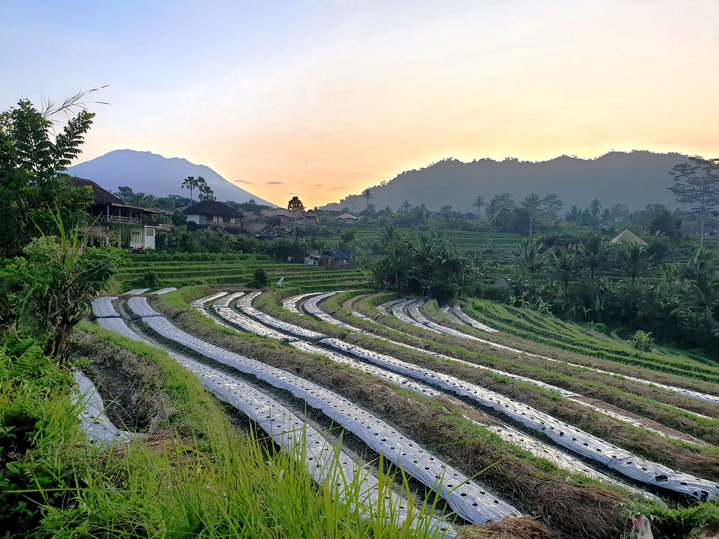 A sprawling layered terrace of a Balinese rice field with a backdrop of mountains. A rising sun peeks out between two mountains.