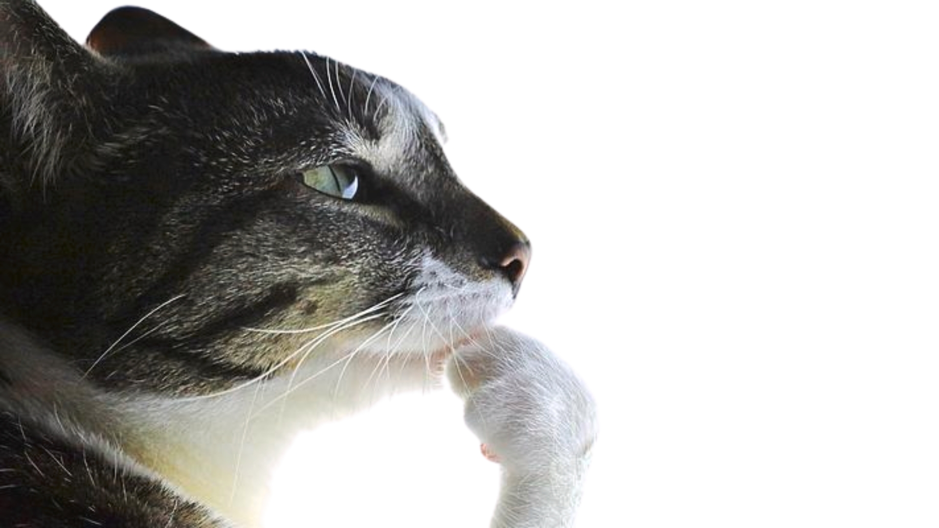 Mitä on vibekoodaus