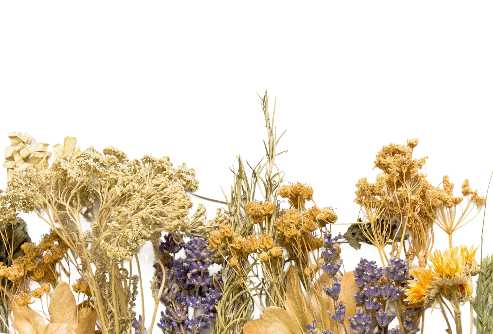Close-up of various dried herbs and flowers, including yellow, beige, and purple blooms with stems and leaves.