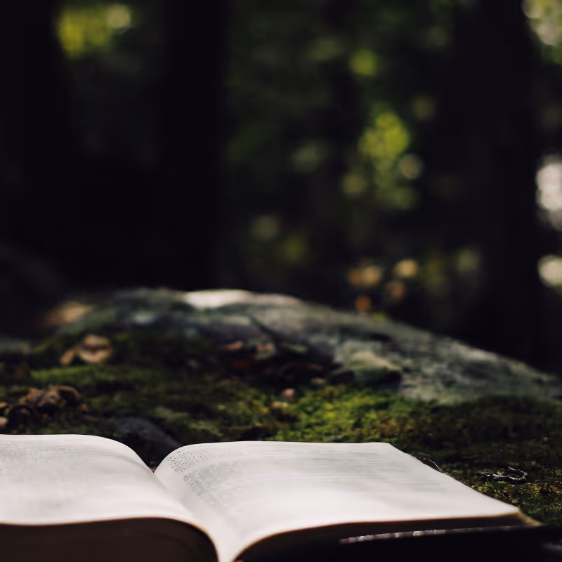 Open book resting on a moss-covered rock in a quiet forest, softly lit by dappled sunlight — evoking stillness, reflection, and nervous system rest.
