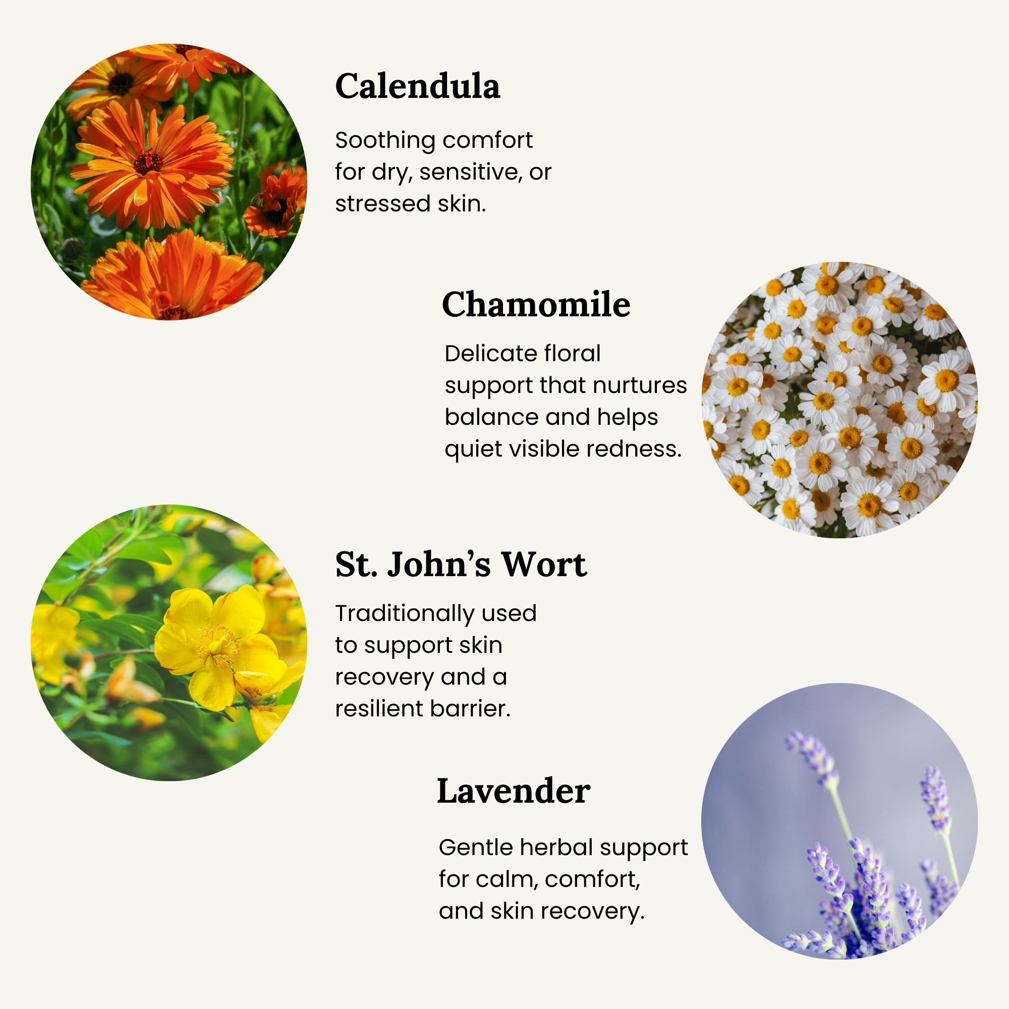 Key botanicals graphic for All Tree Roots Healer Salve featuring calendula, chamomile, St. John’s wort, and lavender on a soft neutral background.