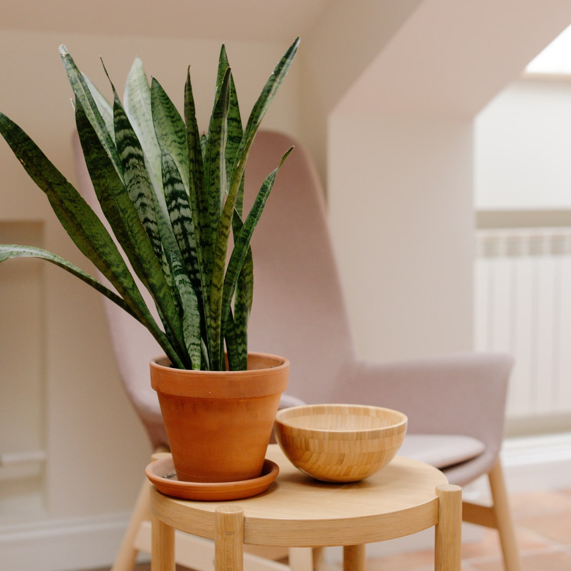 Plant Veniam