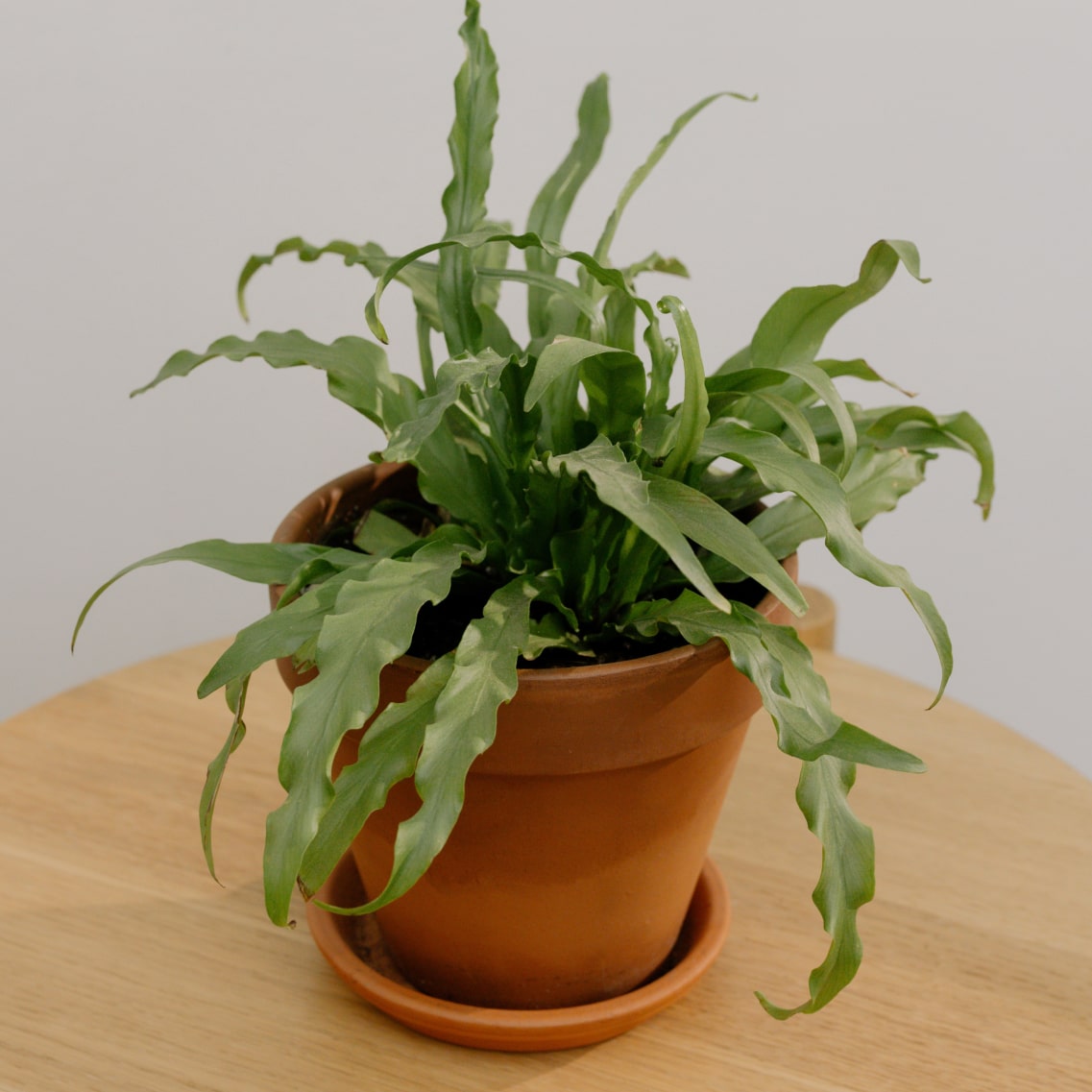 Plant Mauris