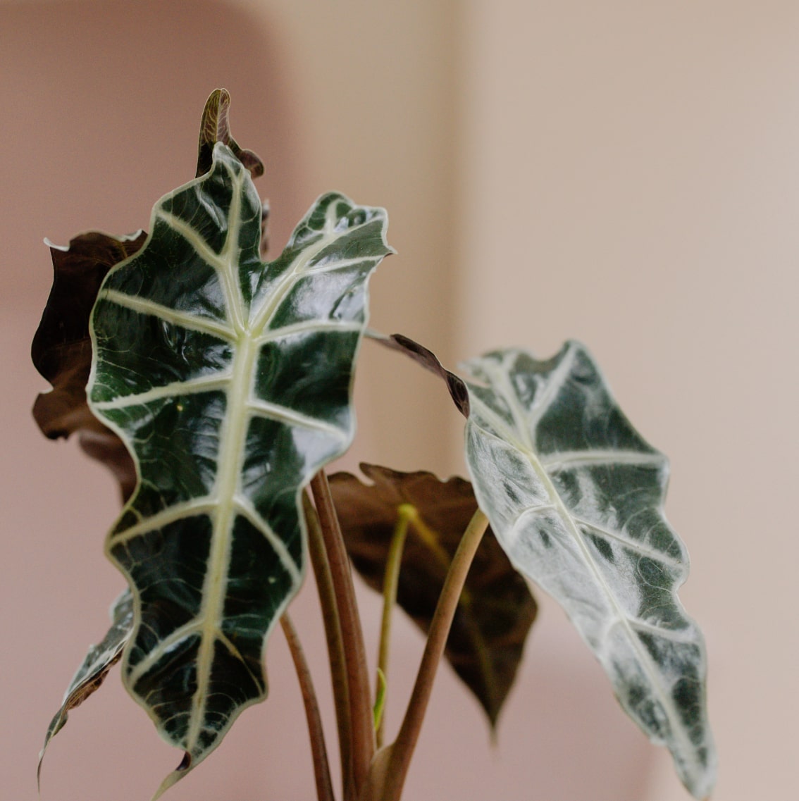 Plant Faucibus