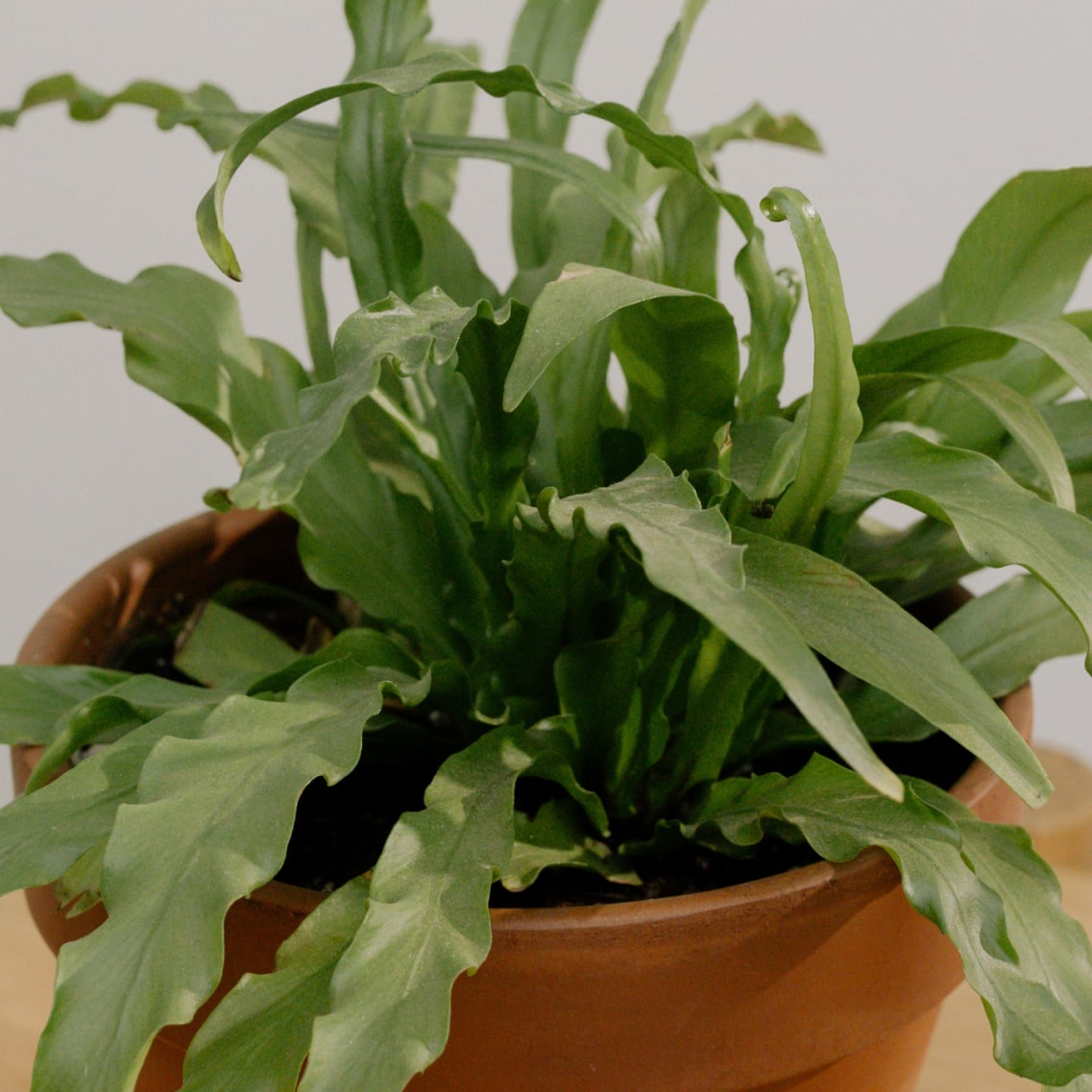 Plant Mauris