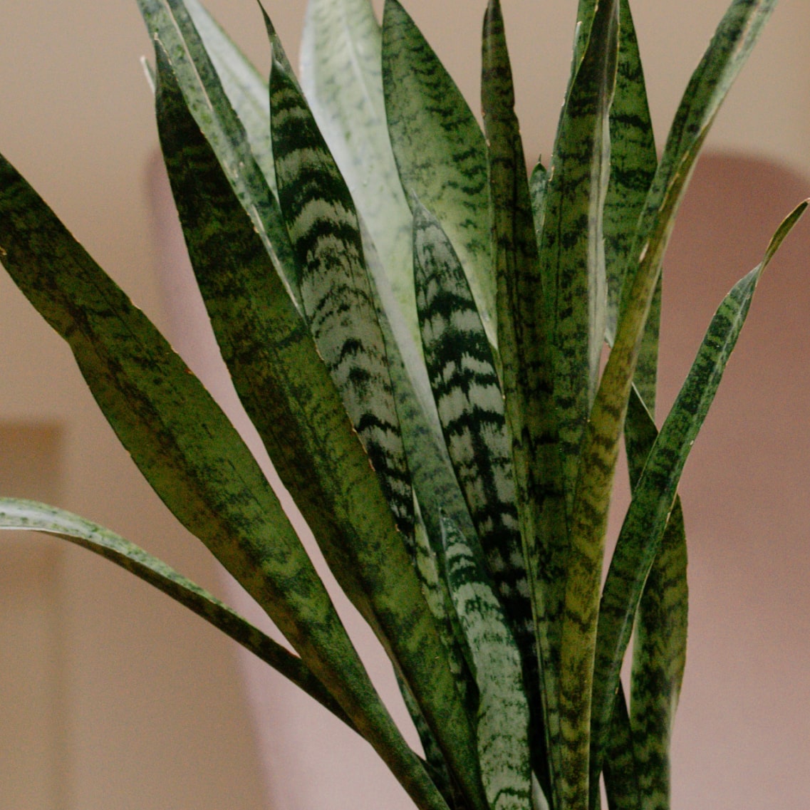 Plant Veniam