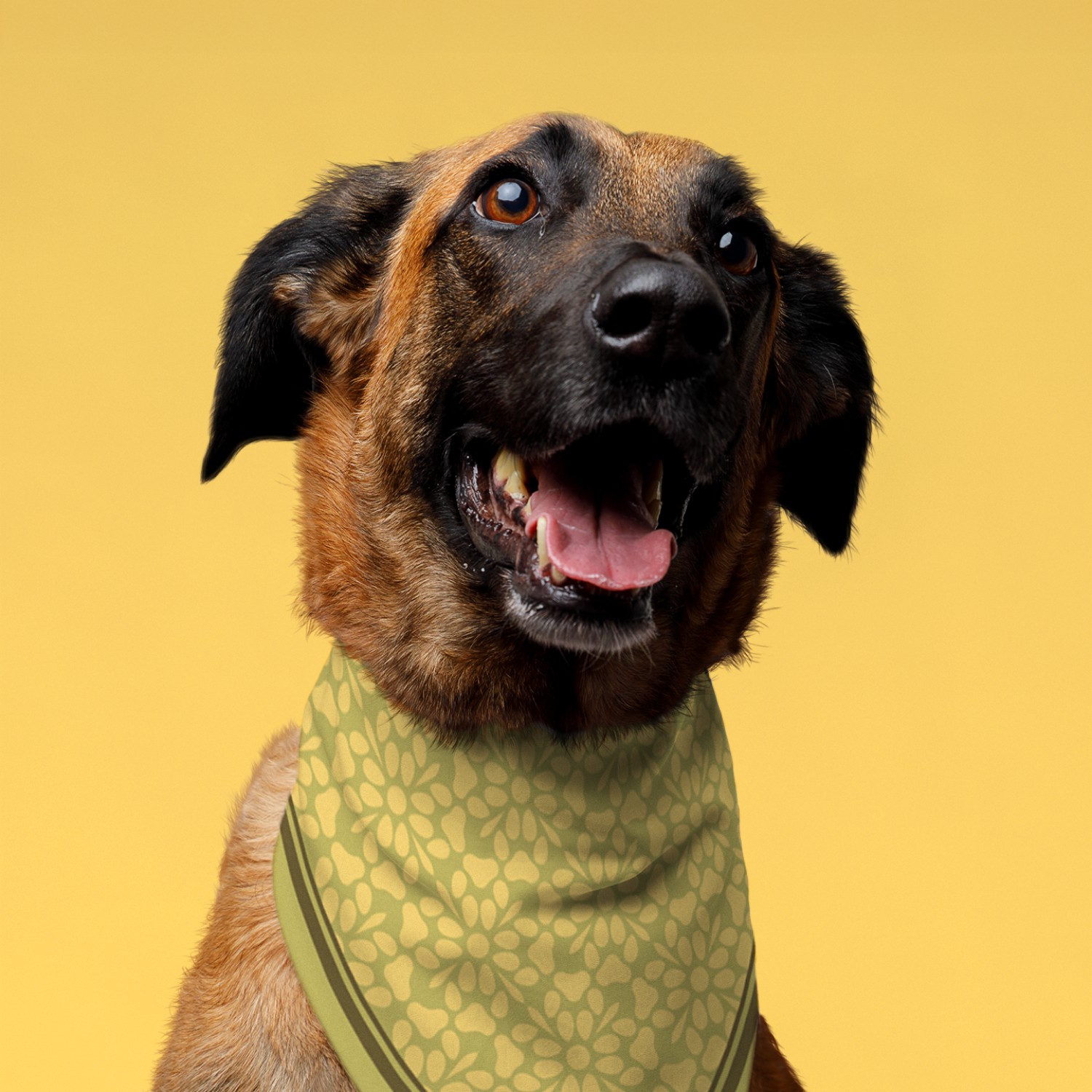Dog wearing Eastside Veterinary Service bandana