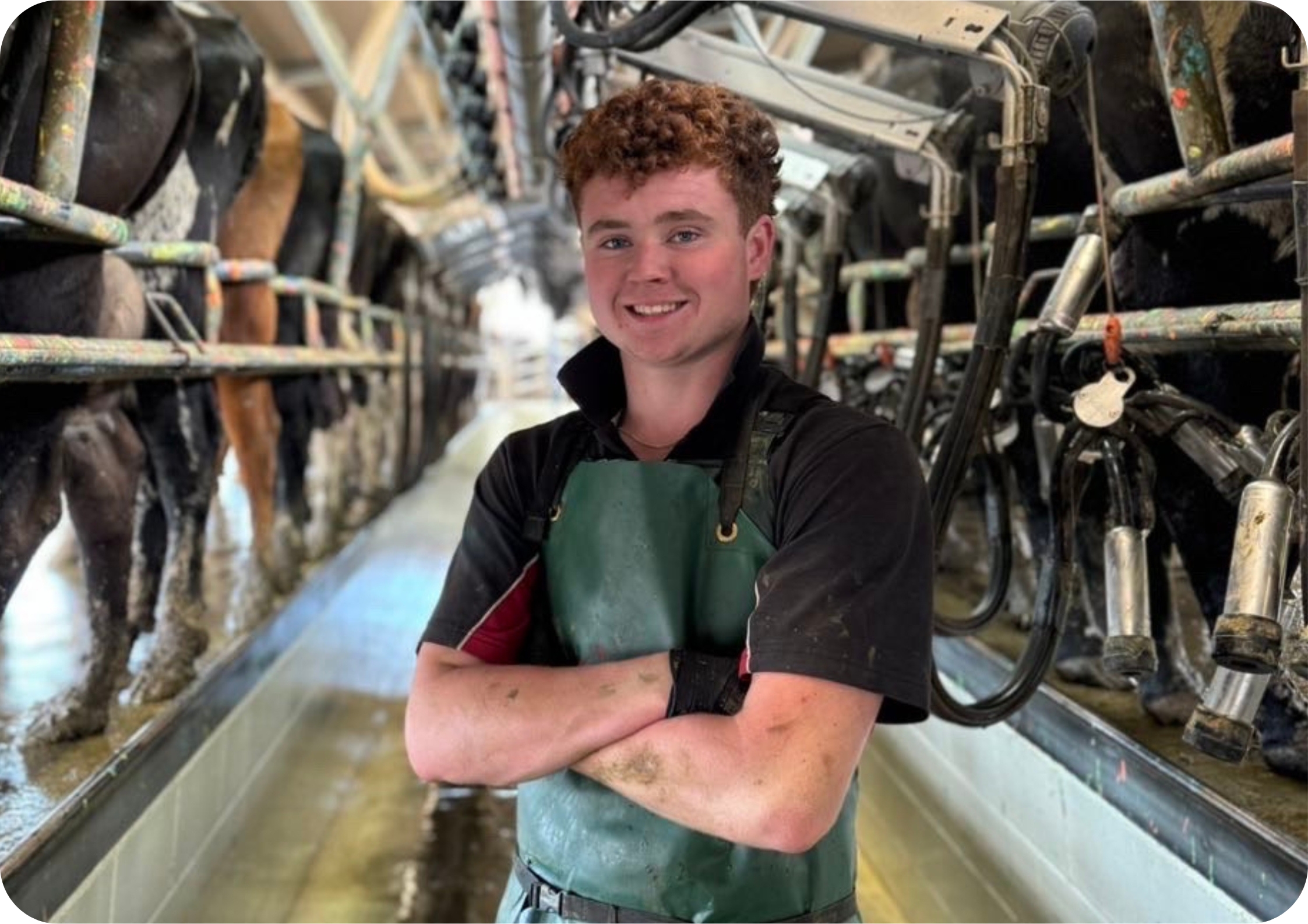 nz dairy farm jobs