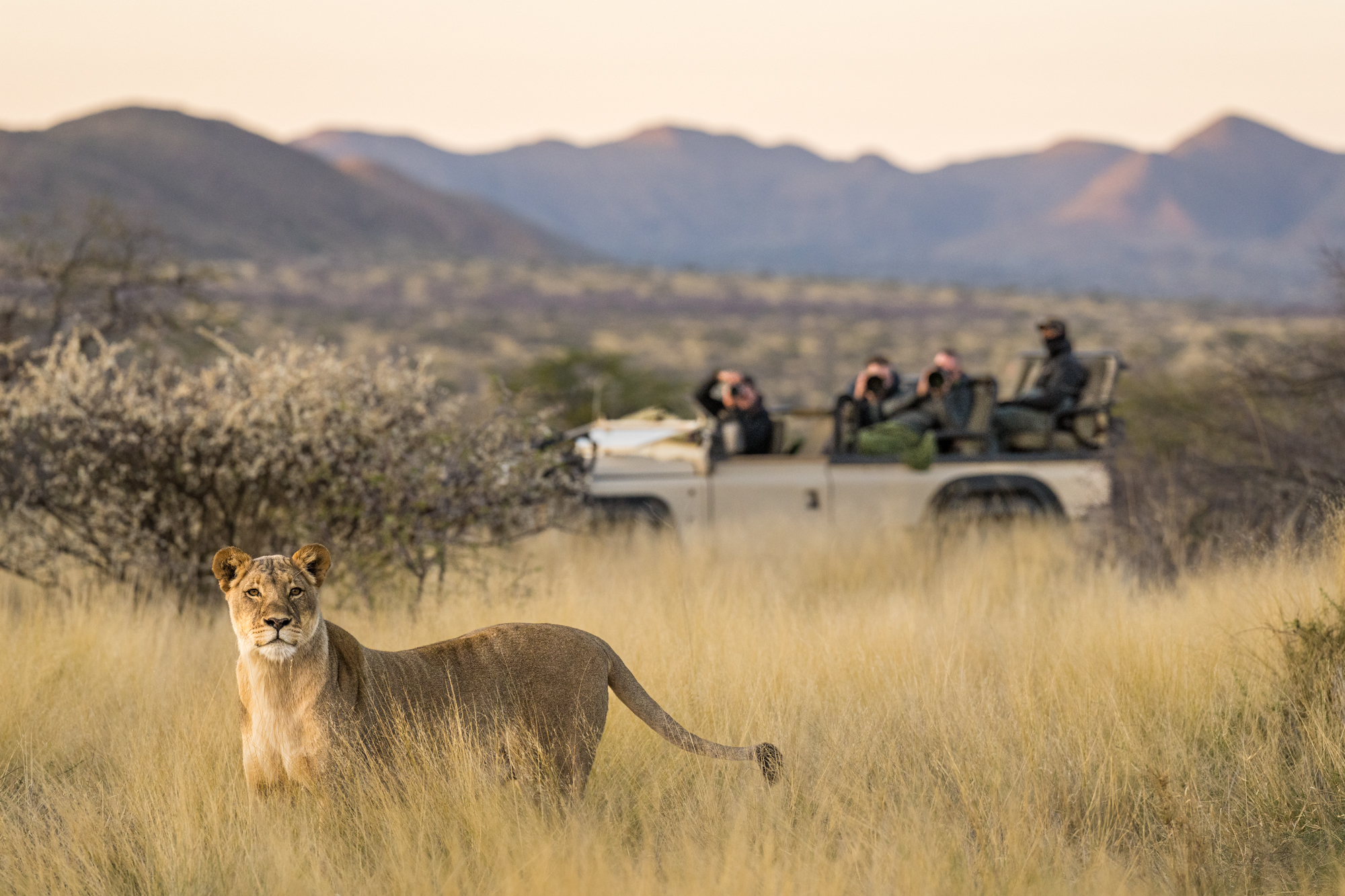 Entdecke Südafrika mit Insider-Safari-Tipps: Big Five, Addo Elephant Park, Sabi Sands und exklusive Lodges von Barefoot Reisen für ein fachkundiges Naturerlebnis.