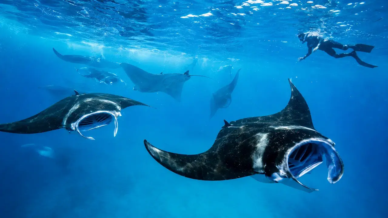 Mantas in der Hanifaru-Bay