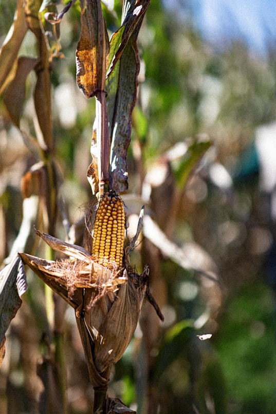Cornstalks and biomass for sustainable fuel production