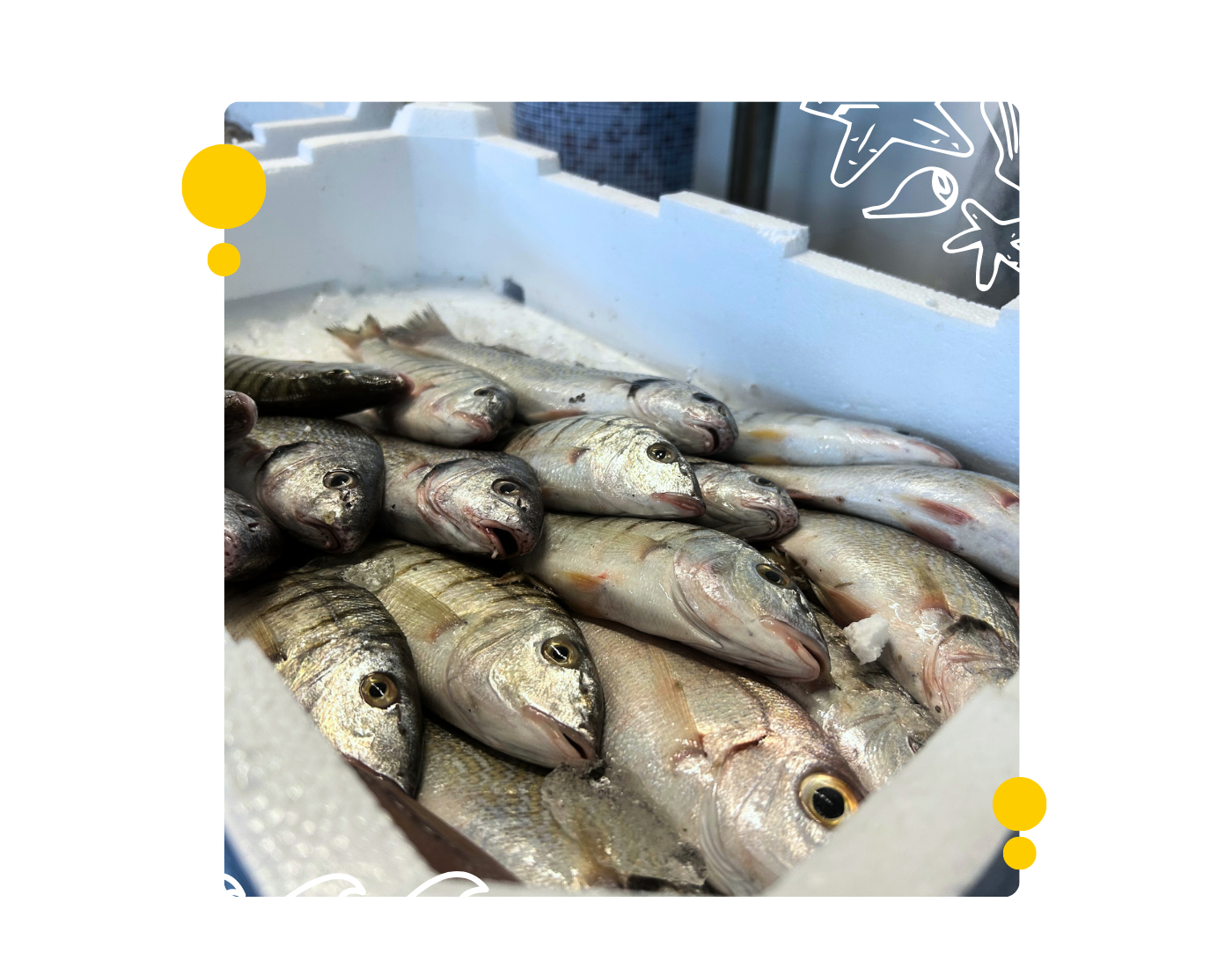 Livesignage Mittico Project first step