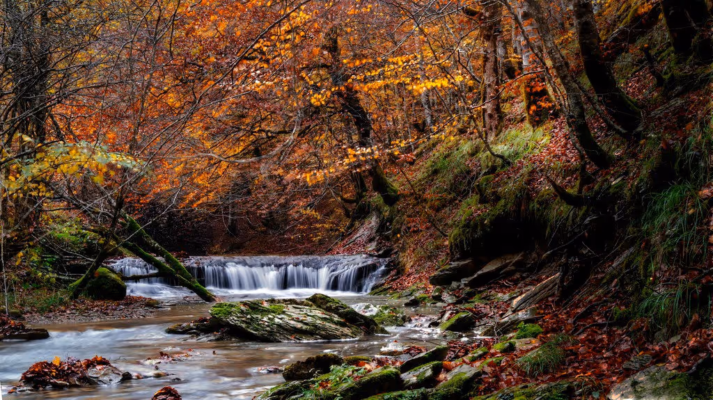 SELVA DE IRATI, VIVE LOS COLORES DEL OTOÑO - Caminantes de Aguere