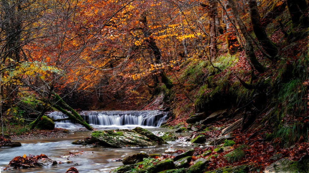 SELVA DE IRATI, VIVE LOS COLORES DEL OTOÑO - Caminantes de Aguere