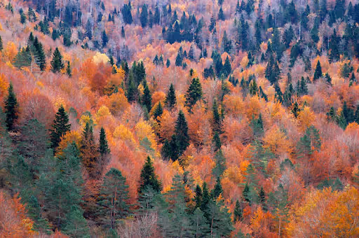 El Albergue del Pirineo: Irati. La Selva