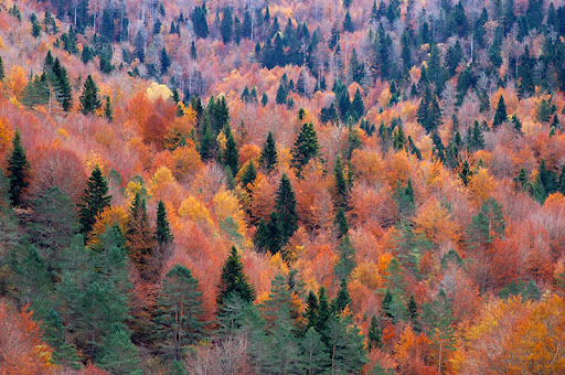 El Albergue del Pirineo: Irati. La Selva