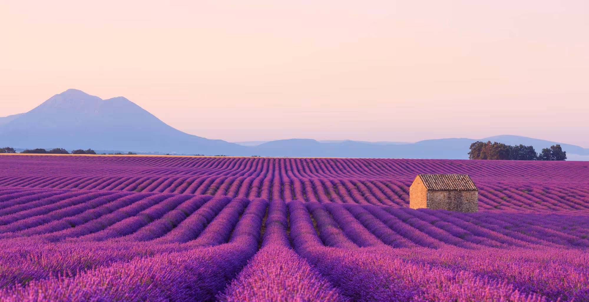 Los campos de lavanda del Luberon - Visitas guiadas en el sur de Francia