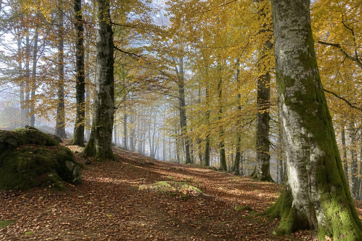 Hayedo de la Selva de Irati en otoño, segundo hayedo-abetal más grande de Europa