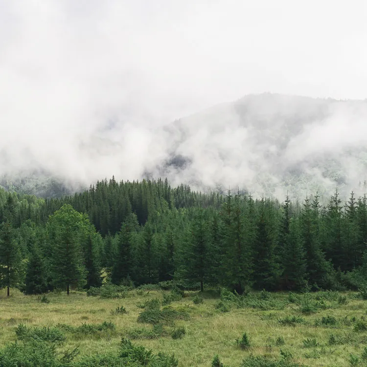 Forest in the morning with dew in the air