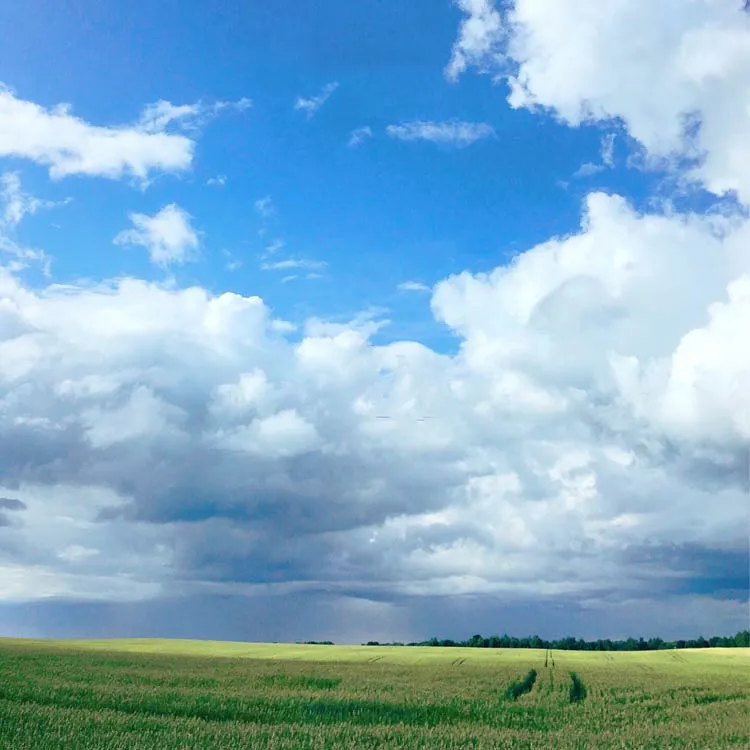 Grünes Feld mit einer Mischung aus klarem Himmel und Regenwolken an einem Sommertag