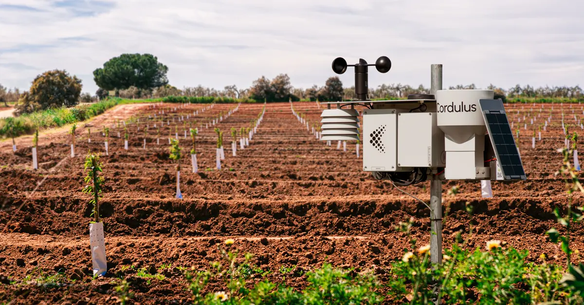 Cordulus Farm se lanza en España