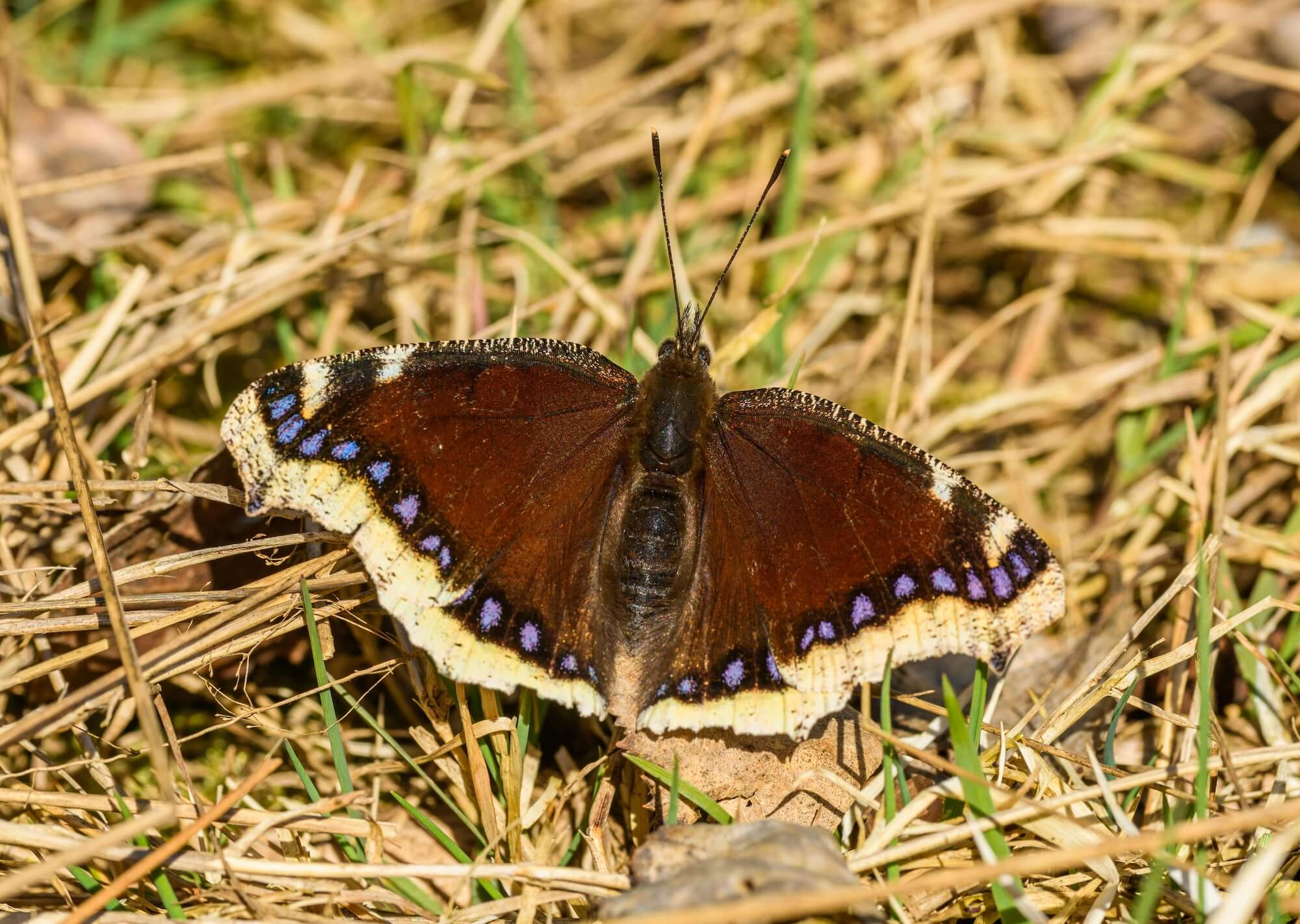A detailed close-up of a Mourning Cloak butterfly (Nymphalis antiopa) with wings spread on dry grass.