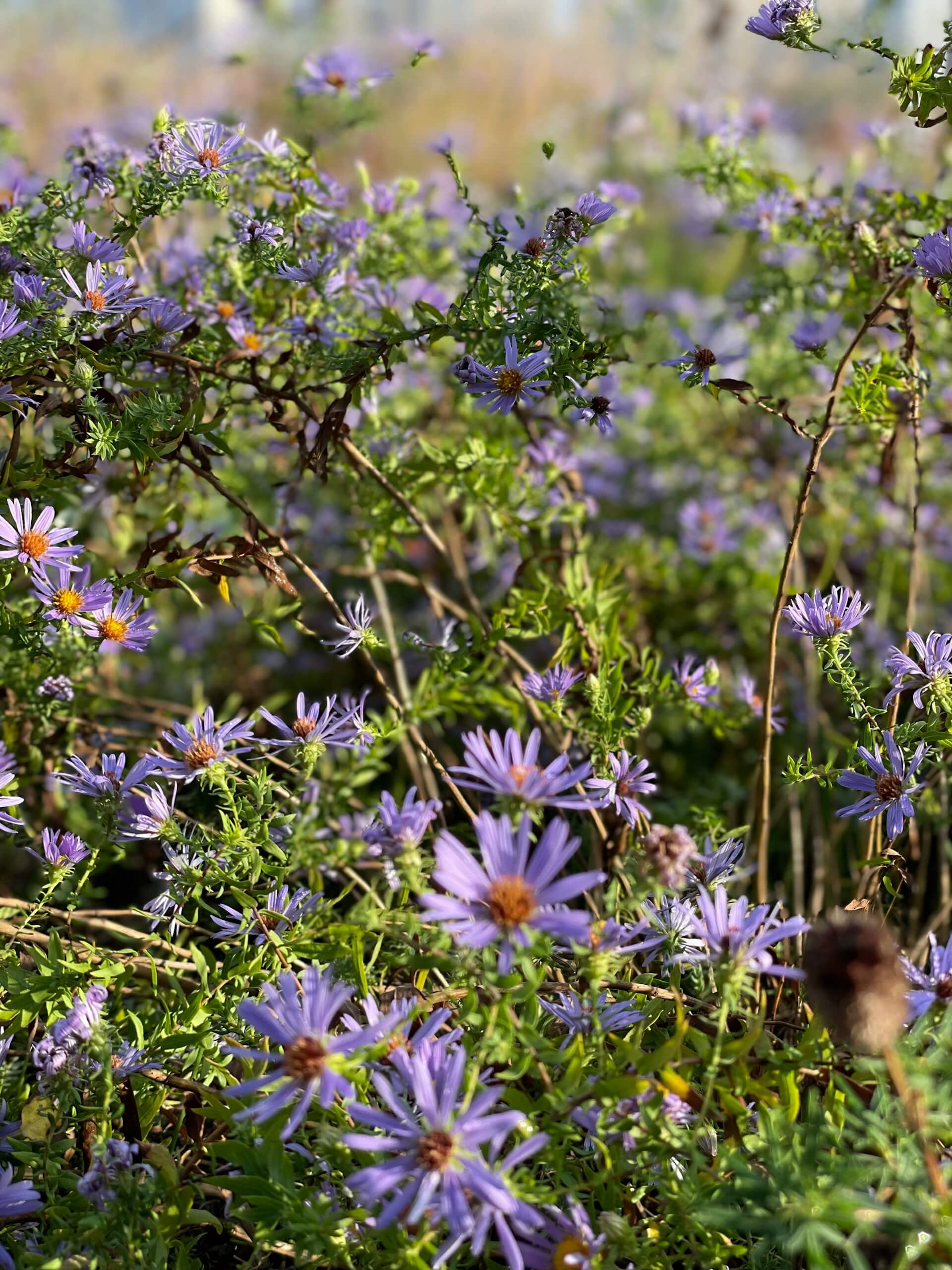 Field of native blue wood aster wildflowers in full bloom with golden centers, growing among green foliage in soft natural light