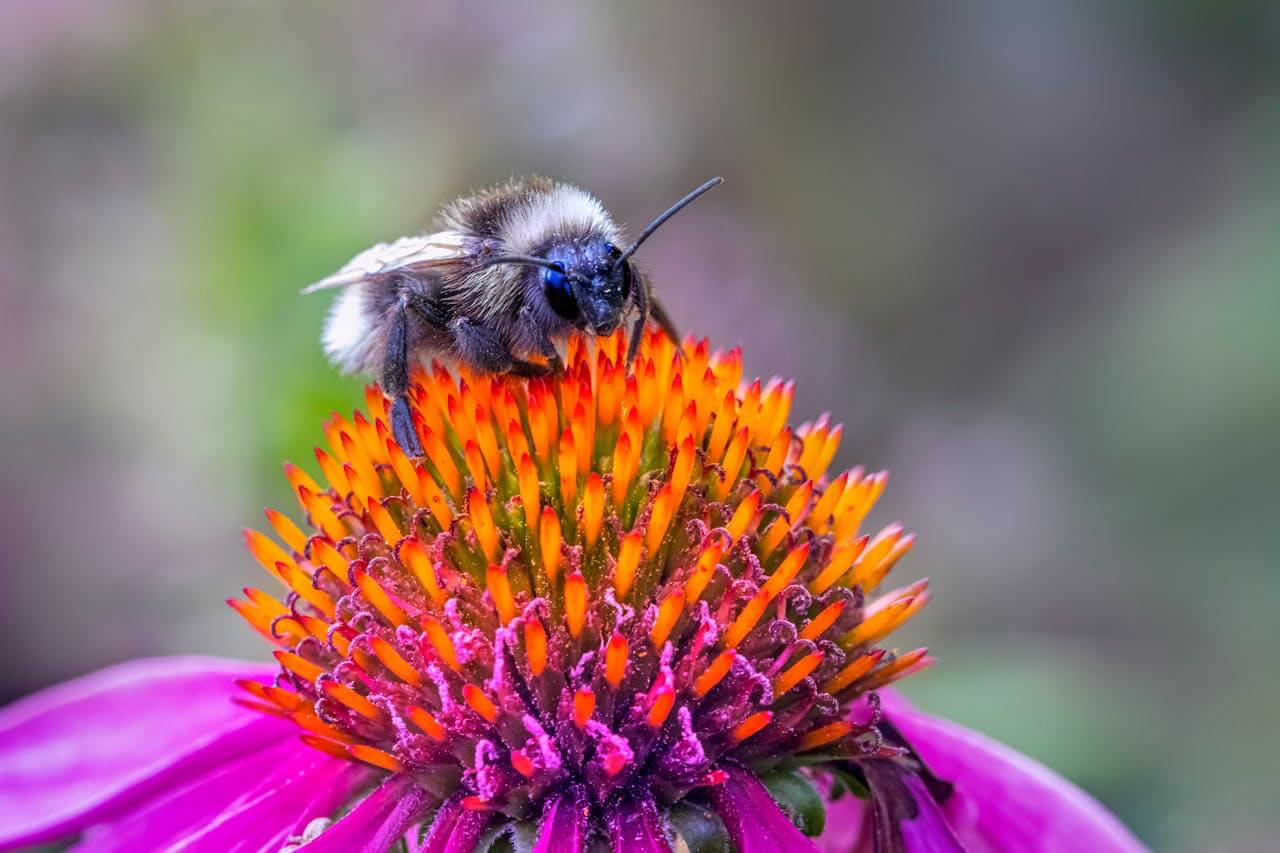 Close-up of a bumblebee pollinating a vibrant flower, showcasing nature's beauty.  More info  Share More